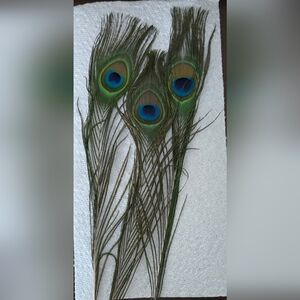 Peacock Feathers